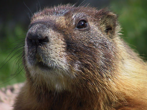 marmotatf4