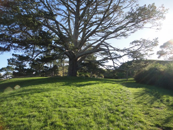 hobbiton-new-zealand (26)