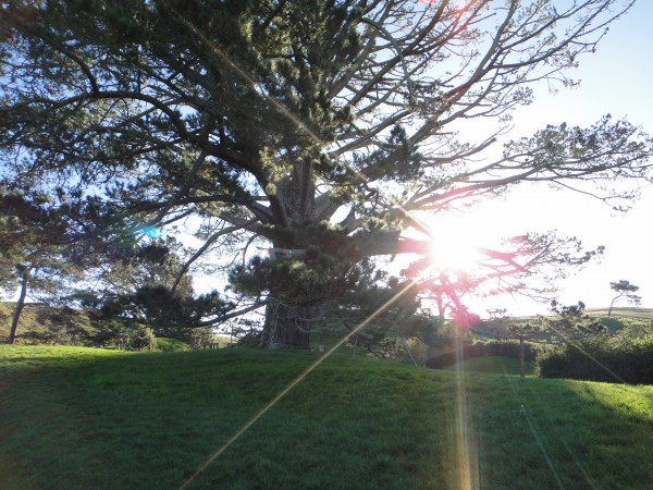 hobbiton-new-zealand (27)